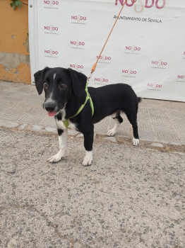 PERRO (ENCONTRADO) – 2026/783