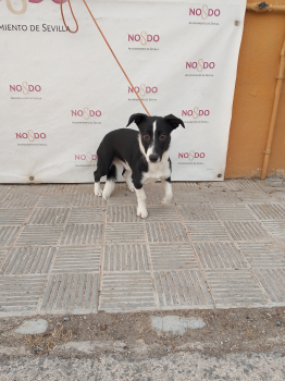 PERRO (ENCONTRADO) – 2026/784