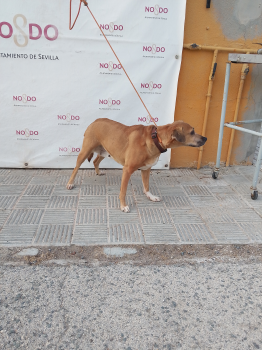 PERRO (ENCONTRADO) – 2026/785