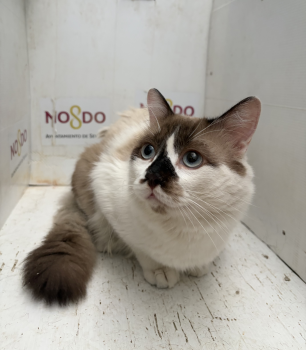 GATO (ENCONTRADO) – 2026/793