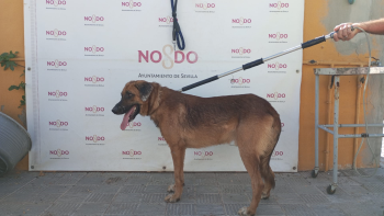 PERRO (ENCONTRADO) – 2026/806