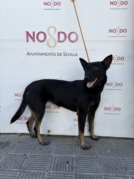 PERRO (ENCONTRADO) – 2026/807