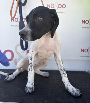 PERRO (ENCONTRADO) – 2026/809