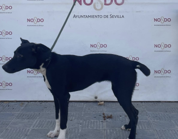 PERRO (ENCONTRADO) – 2026/810