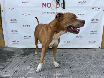PERRO (ENCONTRADO) – 2026/815