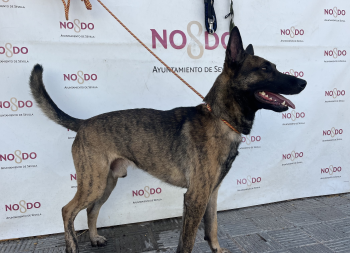 PERRO (ENCONTRADO) – 2026/818
