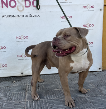 PERRO (ENCONTRADO) – 2026/819