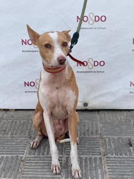 PERRO (ENCONTRADO) – 2026/822