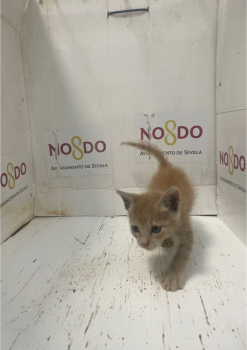 GATO (ENCONTRADO) – 2026/835