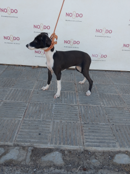 PERRO (ENCONTRADO) – 2026/837